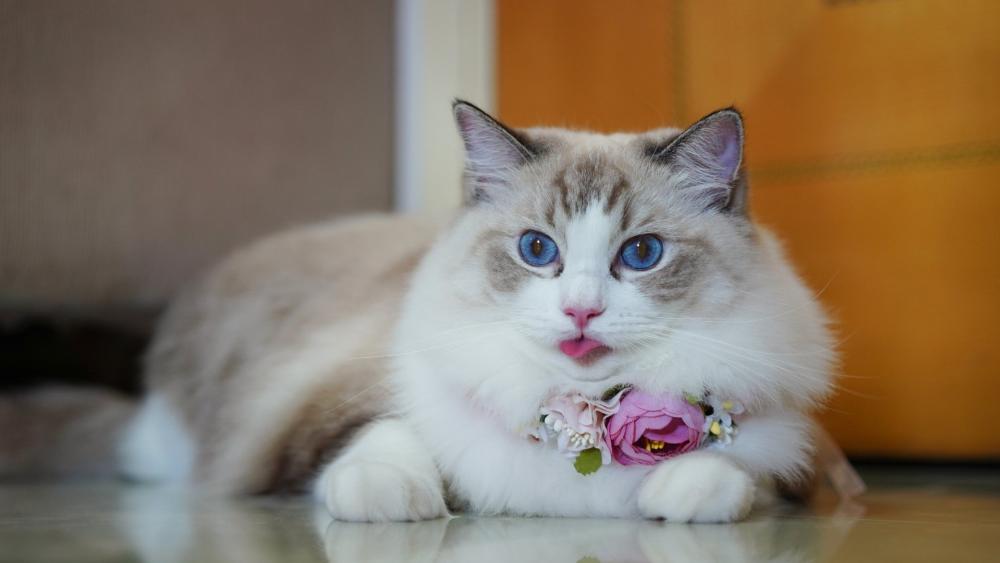 Fluffy Cat Relaxing Indoors with Floral Collar wallpaper