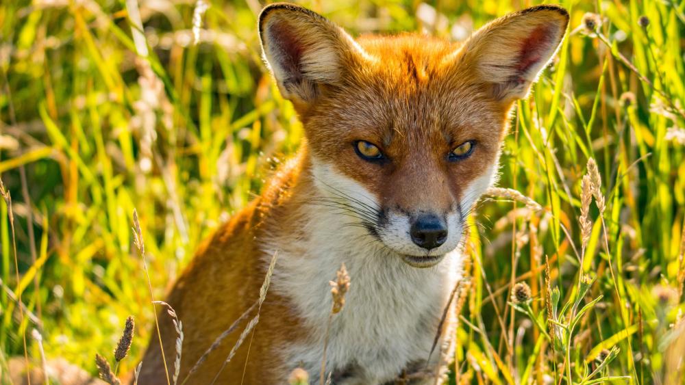 Fox in Lush Grasslands wallpaper