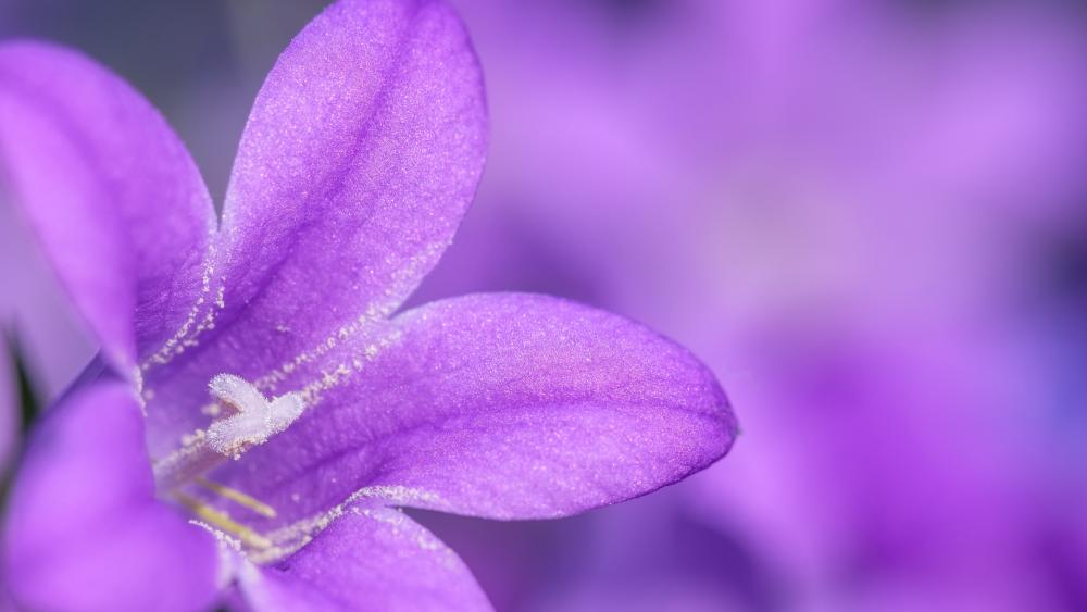 Vibrant Purple Bellflower Blossom wallpaper