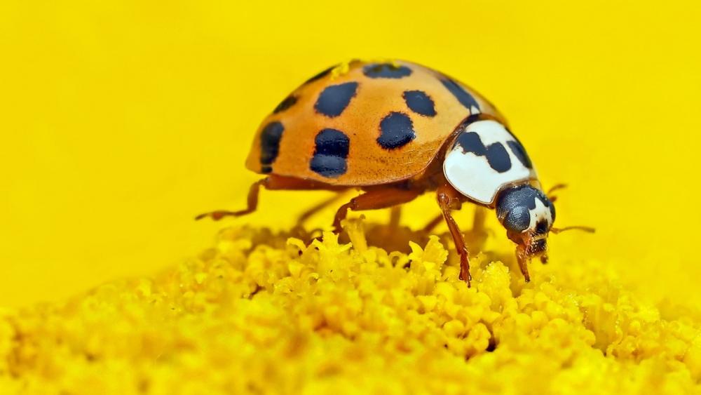 Vibrant Ladybird on Yellow Flower wallpaper