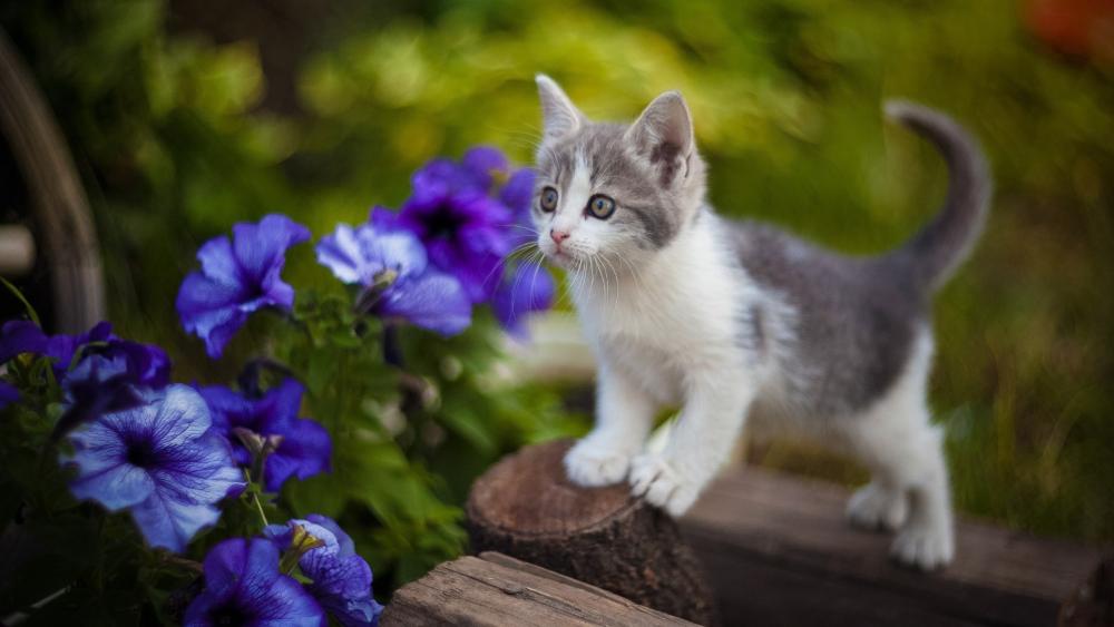 Curious Kitten Exploring in the Garden wallpaper