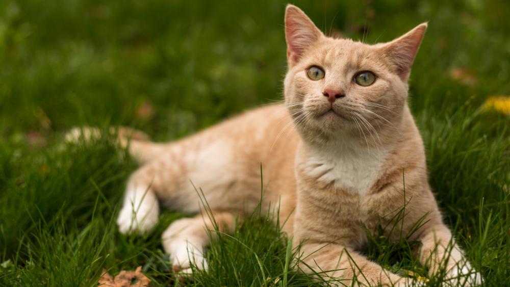 Ginger Cat in Lush Green Garden wallpaper