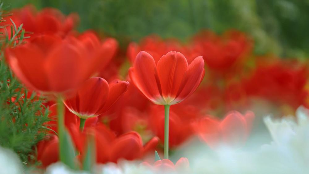 Field of Vibrant Red Tulips wallpaper