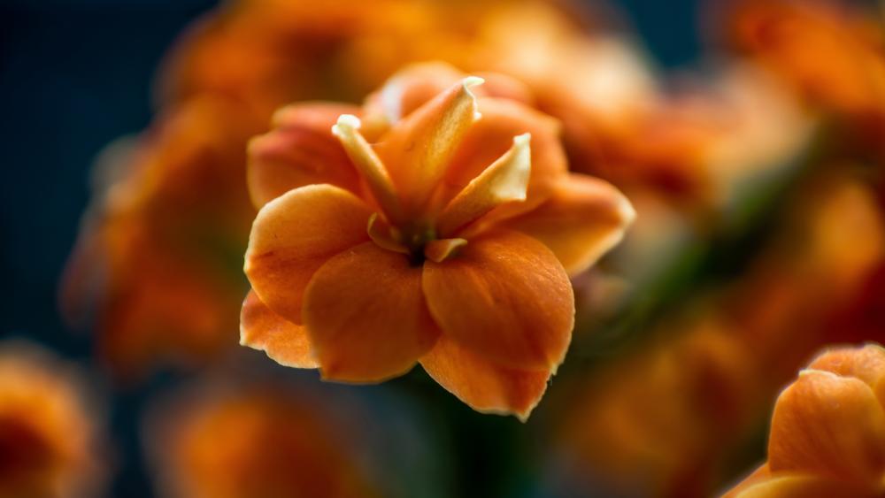 Orange Blooms in Full Splendor wallpaper