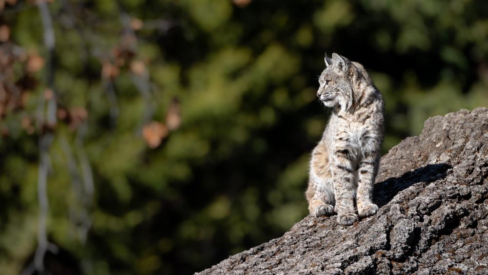 Bobcat on a Rocky Outcrop in 8K wallpaper