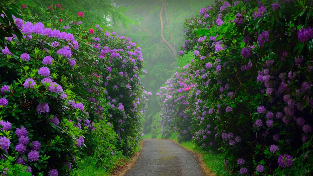 Pathway Through Blooming Purple Rhododendrons wallpaper