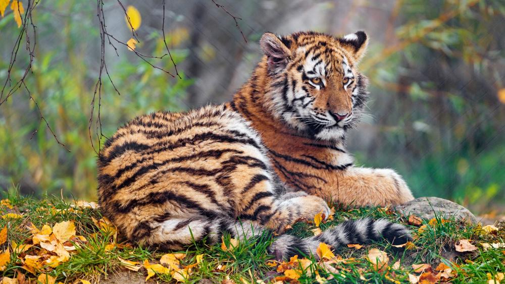 Majestic Tiger in Autumn Foliage wallpaper