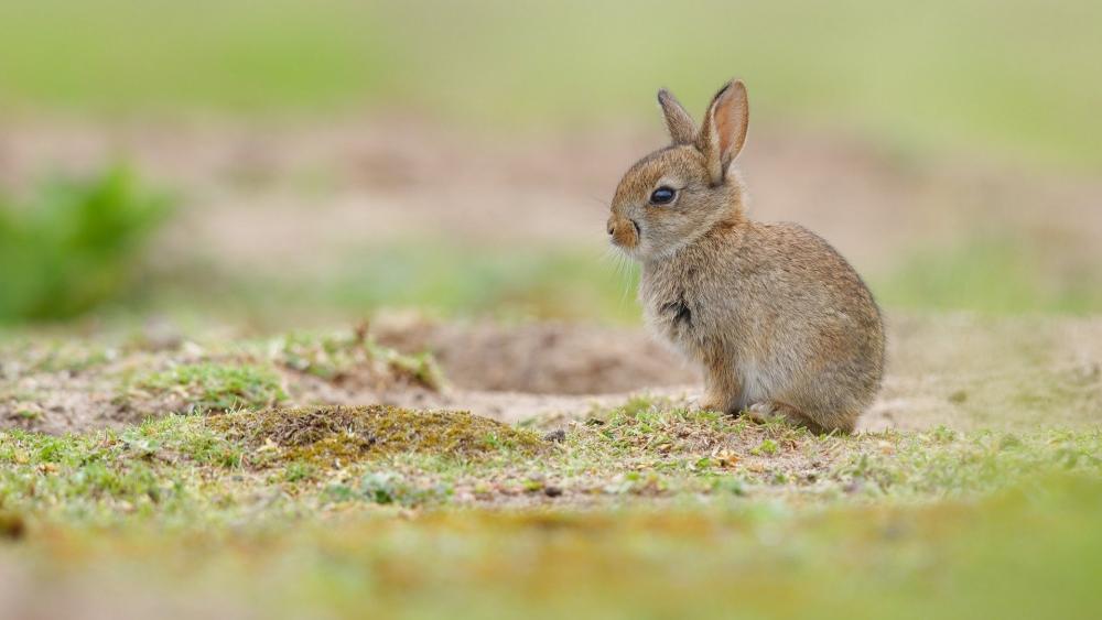 Adorable Juvenile Rabbit in Natural Habitat wallpaper