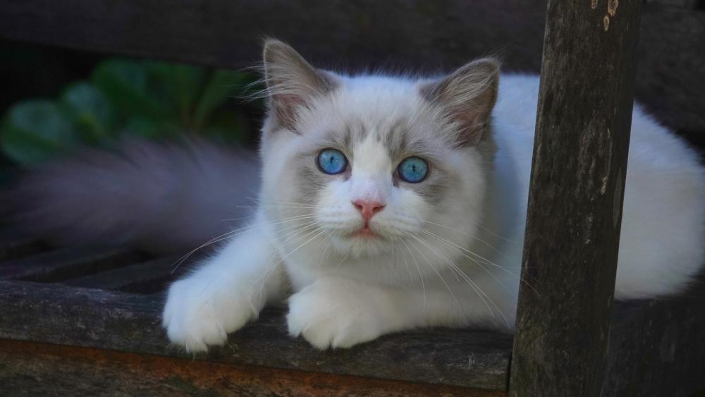 Blue-Eyed Ragdoll Cat Charm wallpaper