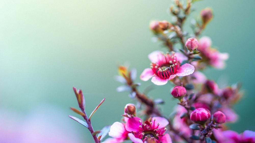 Spring Blossoms in Bloom wallpaper
