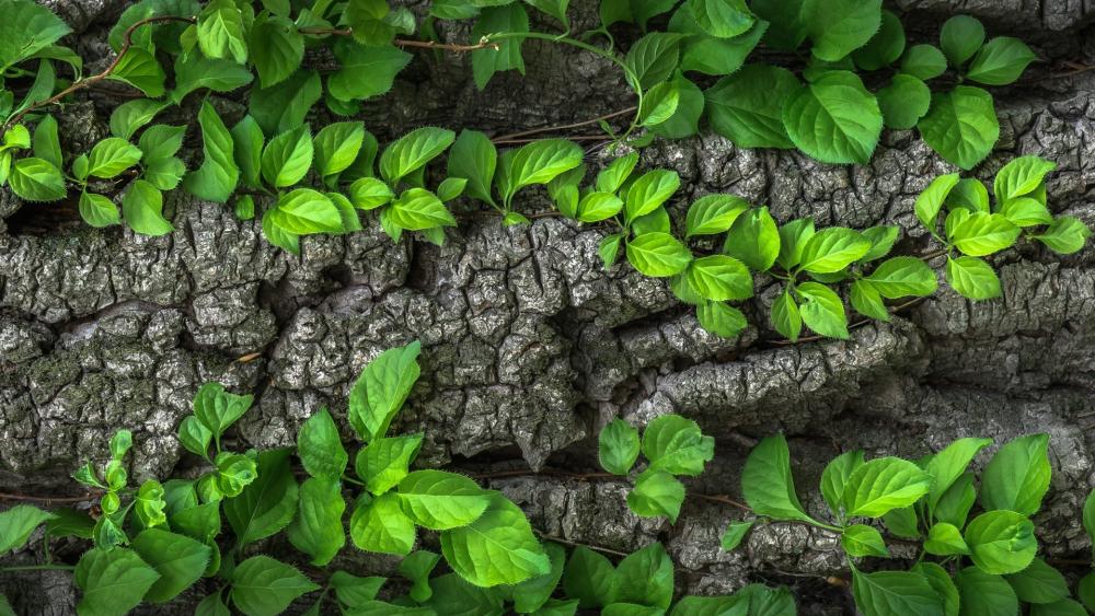 Green Leaves on Tree Bark wallpaper