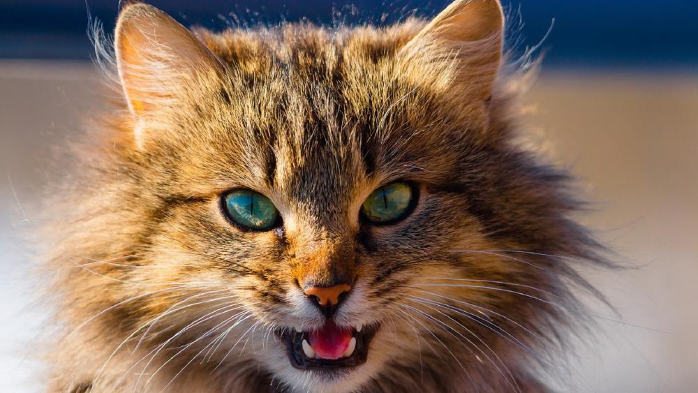 Fluffy Siberian Cat in Sunlight wallpaper