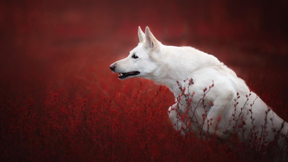 White Shepherd in Red Field wallpaper