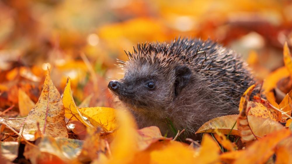 Hedgehog Among Autumn Leaves wallpaper