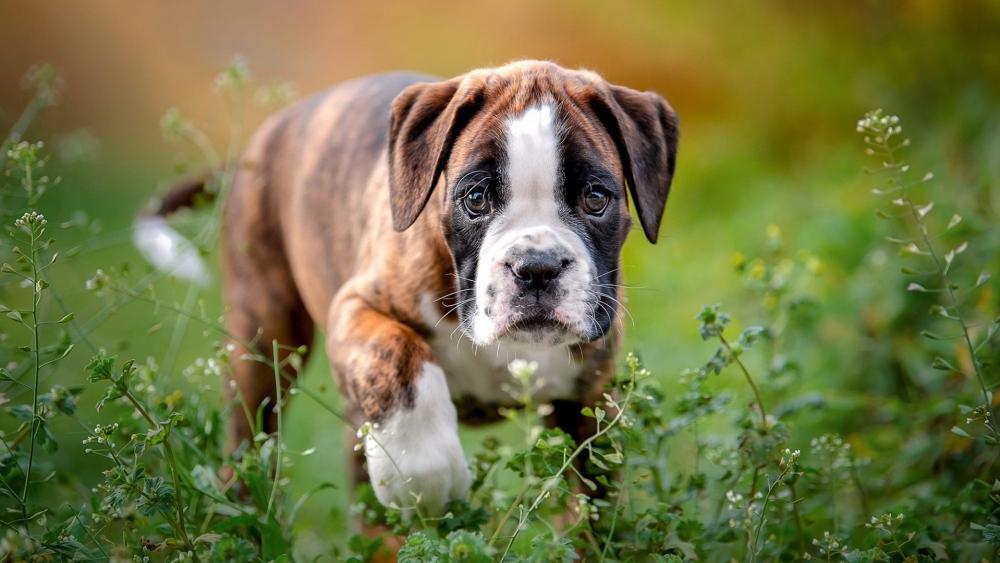 Playful Boxer Puppy in Meadow wallpaper