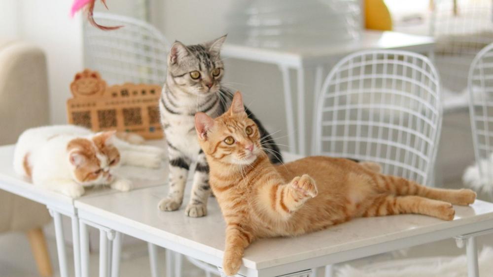 Cozy Cats on a Tabletop wallpaper