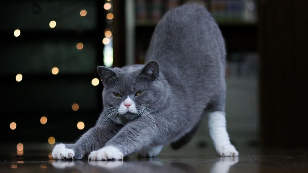 Stretching Grey British Shorthair Cat wallpaper