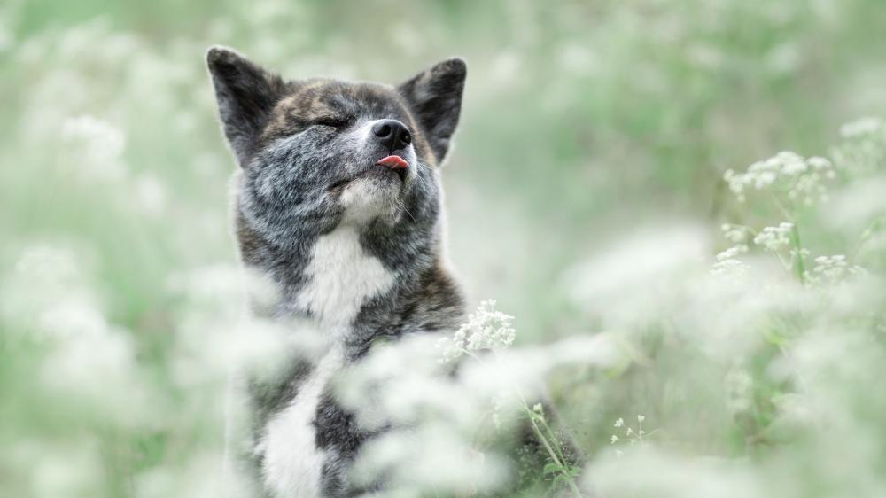 Serene Akita Inu in Blooming Field wallpaper