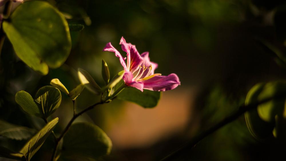 Beautiful Pink Flower in Focus wallpaper