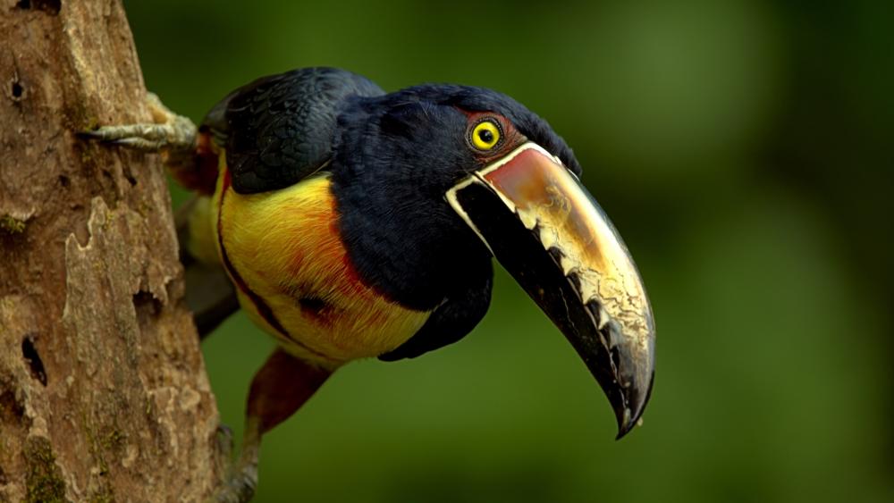 Vibrant Toucan on a Tree Branch wallpaper