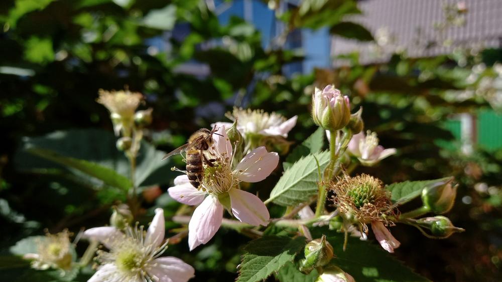 Bee on a flower wallpaper