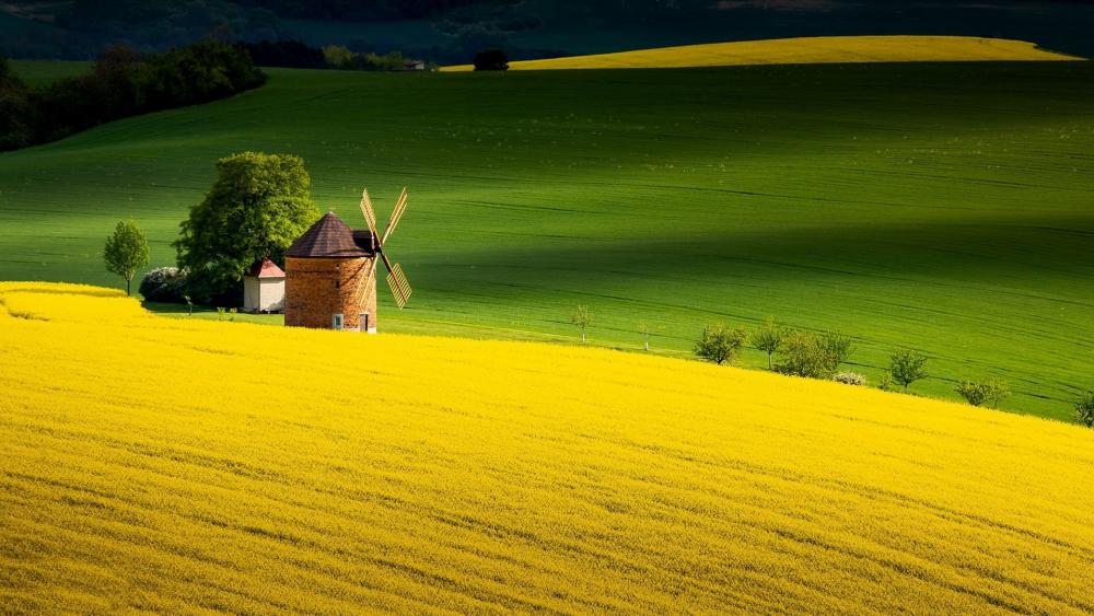 Golden Fields and Historic Windmill wallpaper