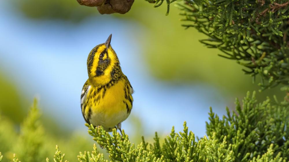 Townsend's Warbler in Natural Habitat wallpaper