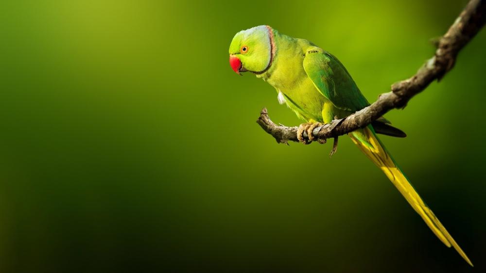 Vibrant Green Parakeet Perched on Branch wallpaper