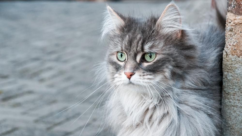 Fluffy Gray Siberian Cat Portrait wallpaper