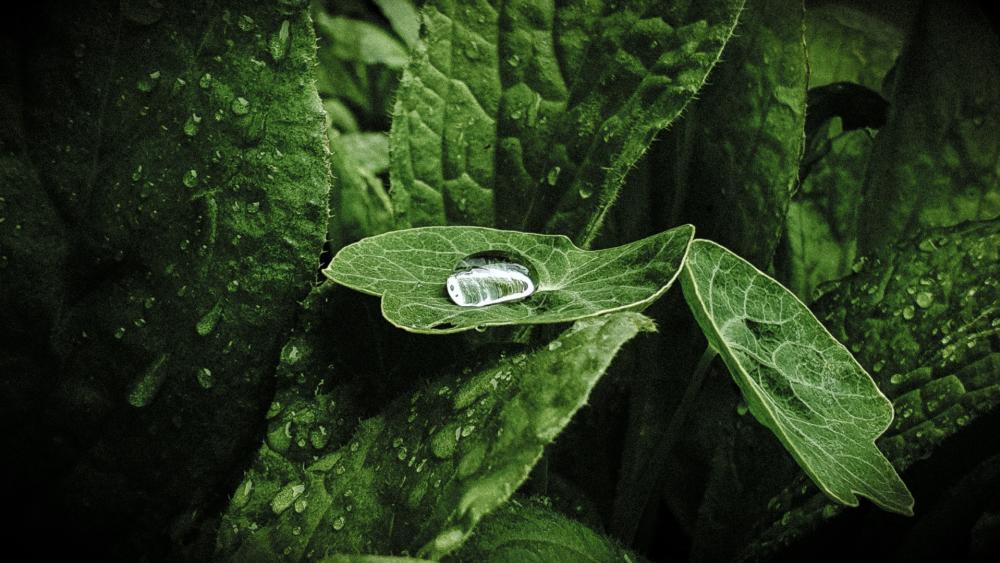 Dew-Kissed Leaves in the UK Forest wallpaper