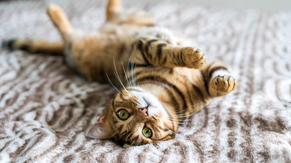 Bengal Cat Relaxing in 4K Wallpaper wallpaper