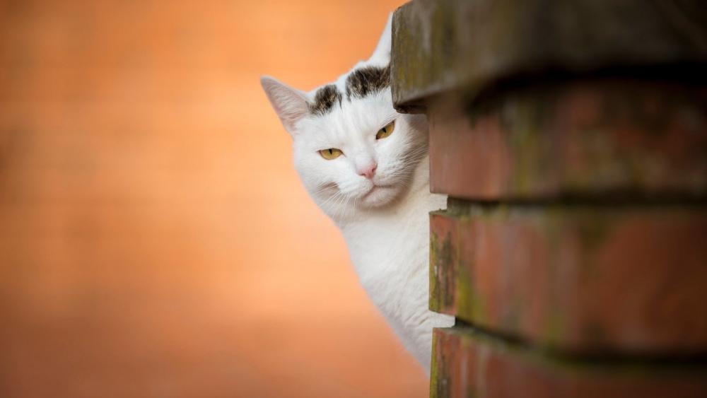 Curious Cat Behind Brick Wall wallpaper