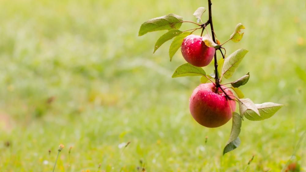 Apple Harvest Tranquility wallpaper