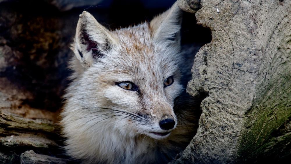 Curious Corsac Fox in Natural Habitat wallpaper