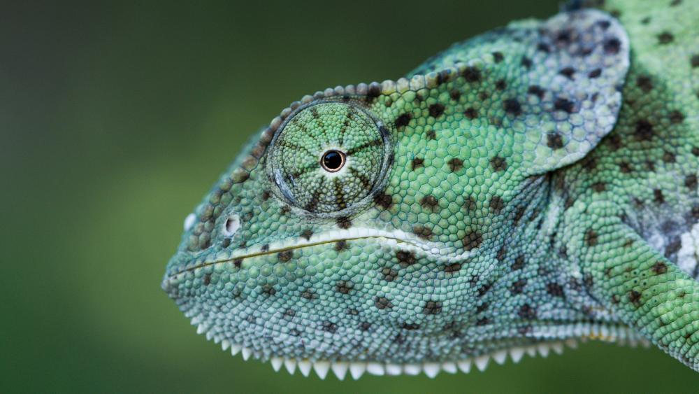 Vibrant Green Chameleon Close-Up wallpaper