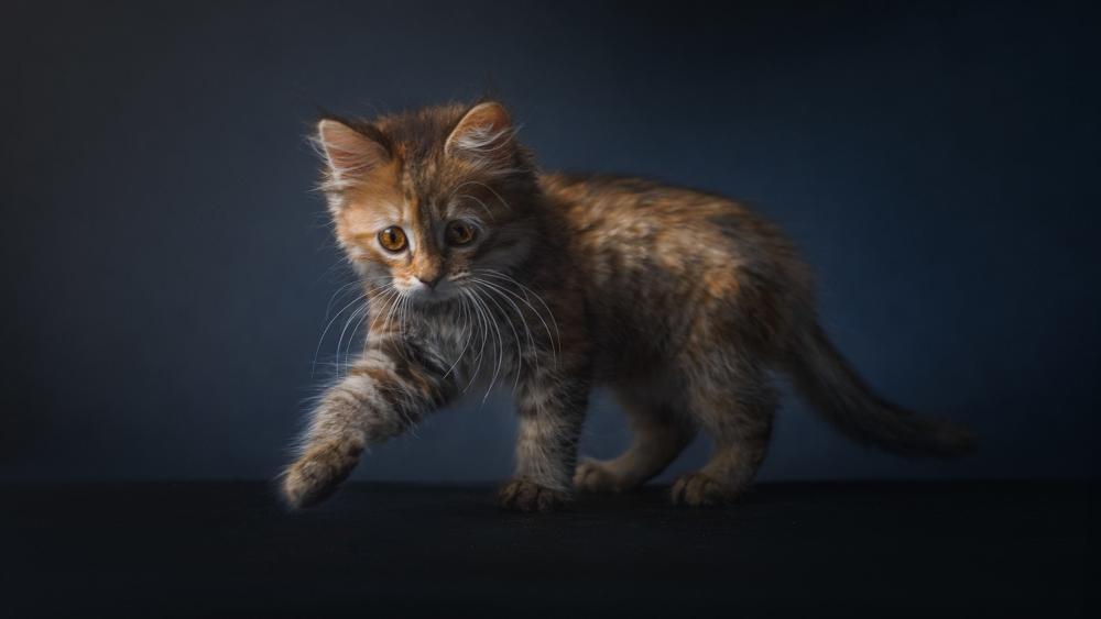 Ginger Kitten in Playful Stance wallpaper