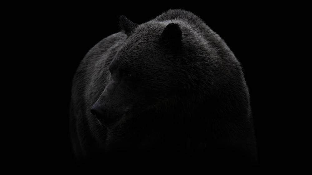 Mysterious Grizzly Bear in the Shadows wallpaper