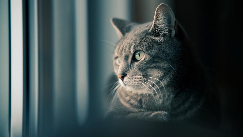 Focused Feline by the Window wallpaper