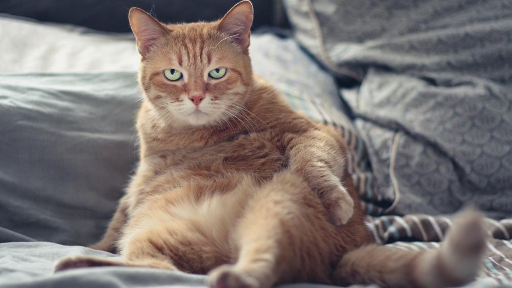 Grumpy Ginger Cat Lazing Around wallpaper