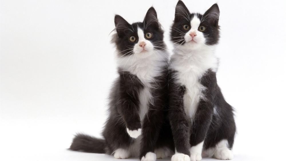 Playful Bicolor Kittens on White Background wallpaper