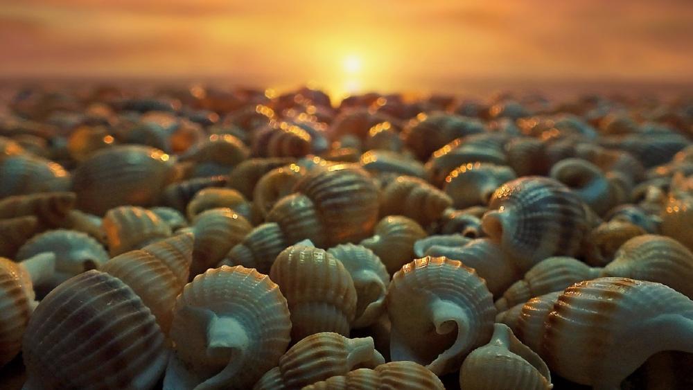 Seashell Sunset Serenity wallpaper