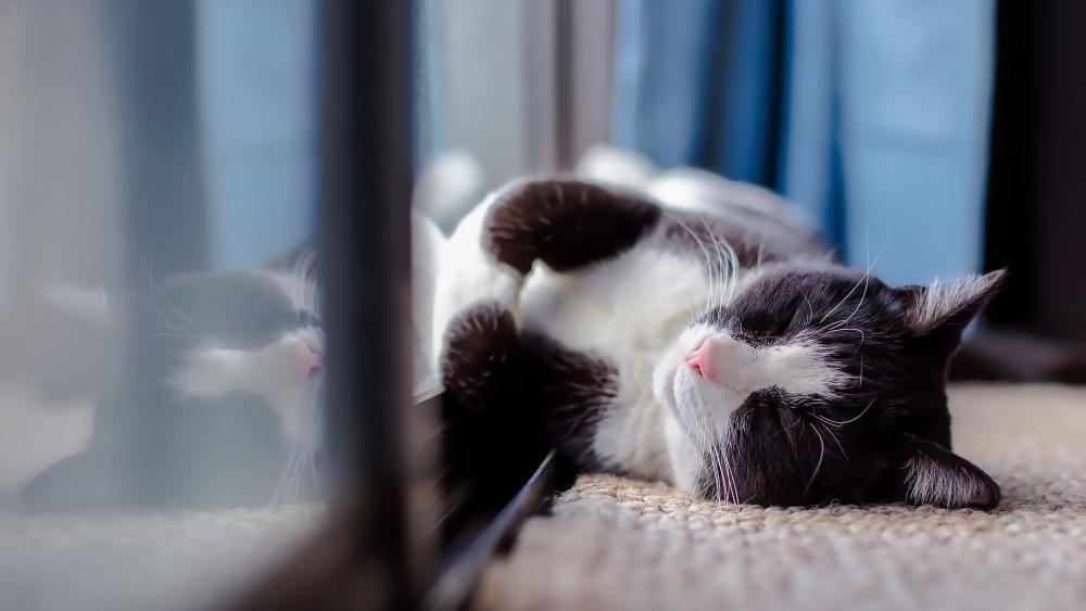 Peaceful Cat Napping by the Window wallpaper