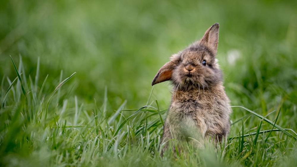 Adorable Fluffy Rabbit in Lush Grass wallpaper