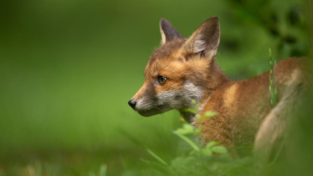 Adorable Fox Cub in Nature's Embrace wallpaper