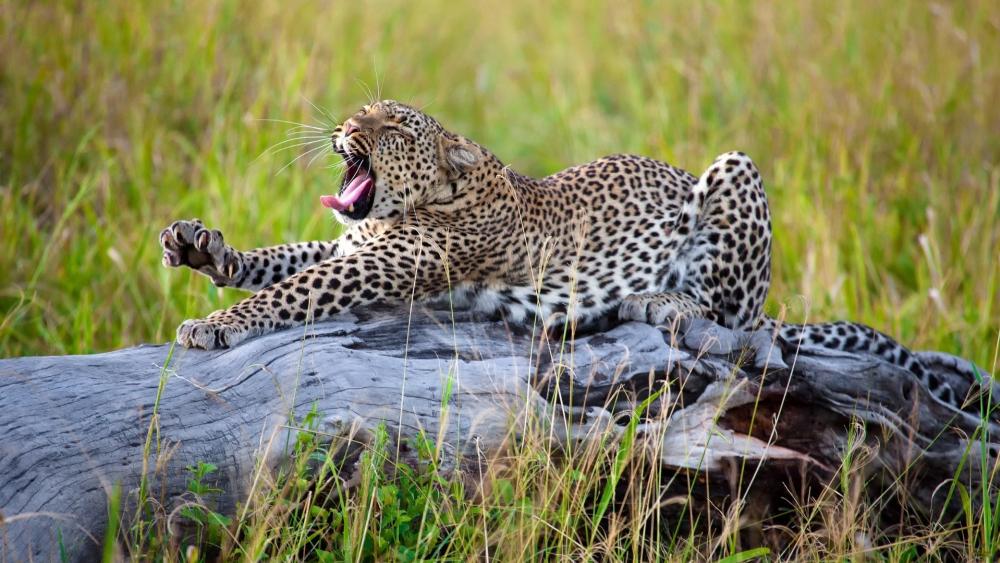 Leopard Yawning in the Wild wallpaper