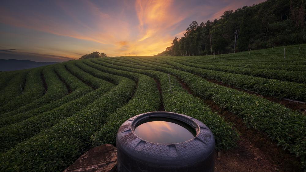 Golden Sunset Over Tea Plantation wallpaper