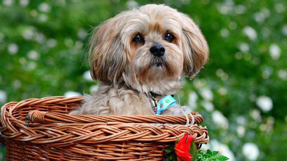 Adorable Lhasa Apso Puppy in Basket wallpaper