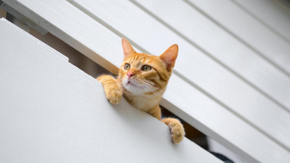 Curious Ginger Cat Peeking Out wallpaper