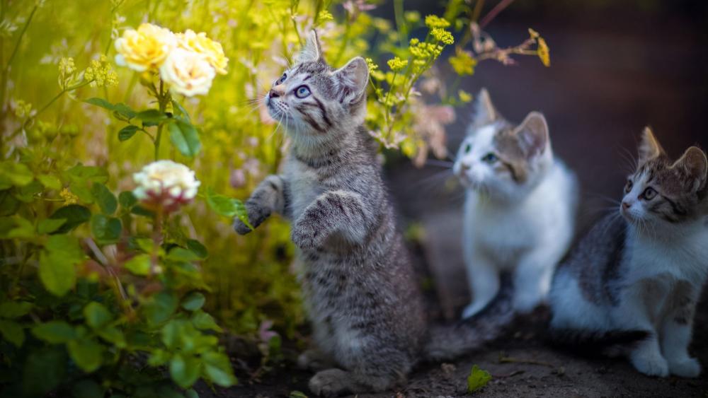 Curious Kittens Exploring Nature wallpaper