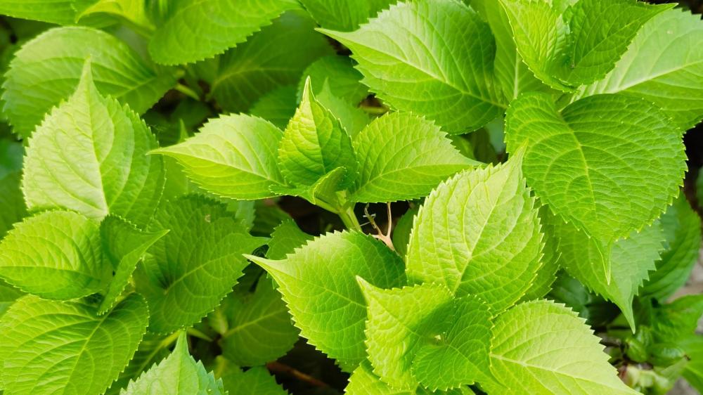 Hydrangea green leaves wallpaper